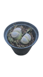 Lithops 5.5cm