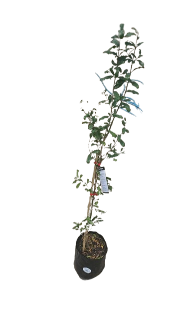 Pomegranate Sogdiana 10L