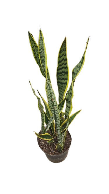 Sansevieria Trifasciata (Green And Yellow) 25cm