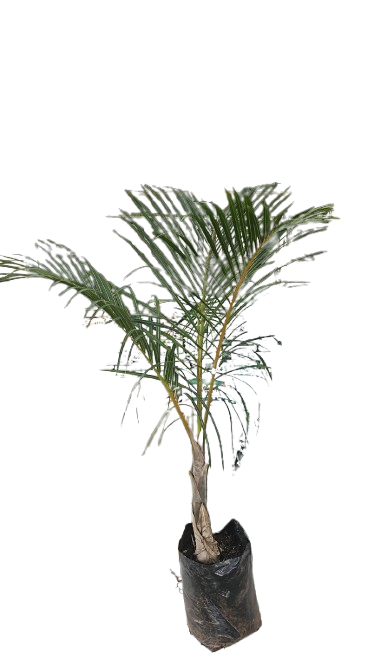 Hyphorbe Rerschaffeltii (Spindle Palm) 20L