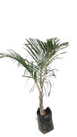 Hyphorbe Rerschaffeltii (Spindle Palm) 20L