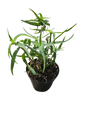 Aloe Aristata 15cm