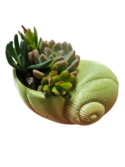 3D Resin Printed Shell with Succulents