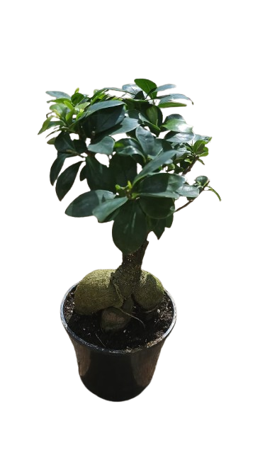 Ficus Ginseng 14cm