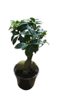 Ficus Ginseng 14cm