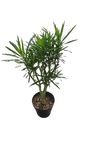 Dracaena Angazi 30cm