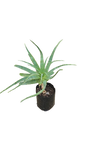 Kranz Aloe 10L
