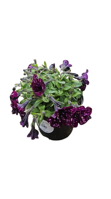 Petunia 15cm Various Colour