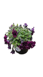 Petunia 15cm Various Colour