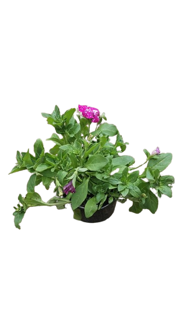 Petunia 15cm Various Colour