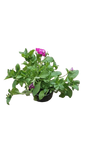 Petunia 15cm Various Colour