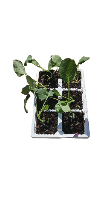 Broccoli Seedling 6 Pack