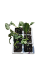 Broccoli Seedling 6 Pack