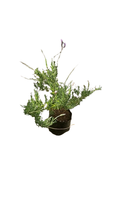 French Lavender 10L