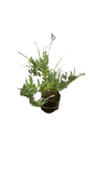 French Lavender 10L
