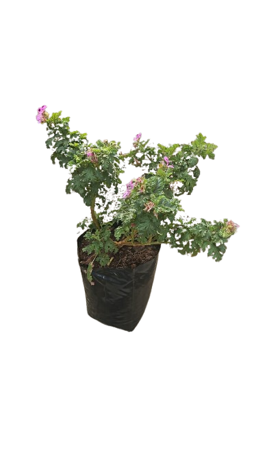 Pelargonium Cispum Quercifollum 10L