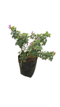 Pelargonium Cispum Quercifollum 10L