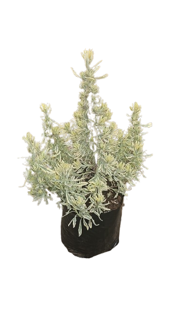 Lavender Variegated 10L