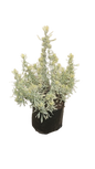 Lavender Variegated 10L