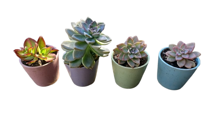 Succulent Colour Pots Each