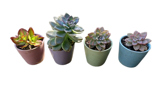 Succulent Colour Pots Each