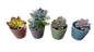 Succulent Colour Pots Each