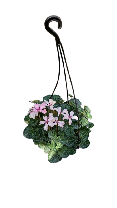 Cyclamen Persicum 'Illusia' 16cm H/B