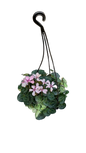 Cyclamen Persicum 'Illusia' 16cm H/B