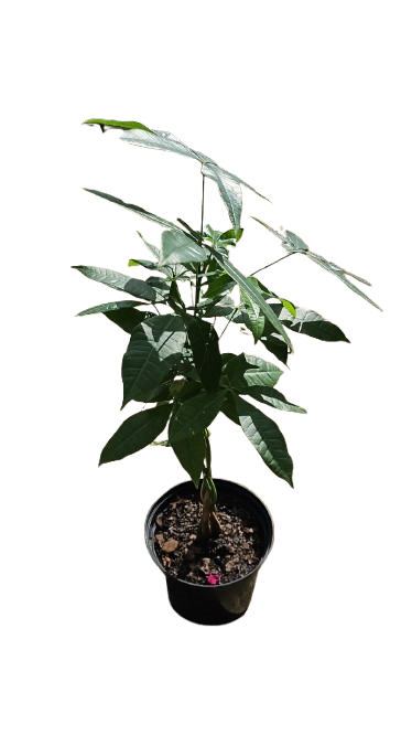 Pachira Aquatica Braided Various Sizes