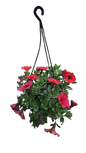 Petunia beautical 'Cinnamon' 20cm H/B