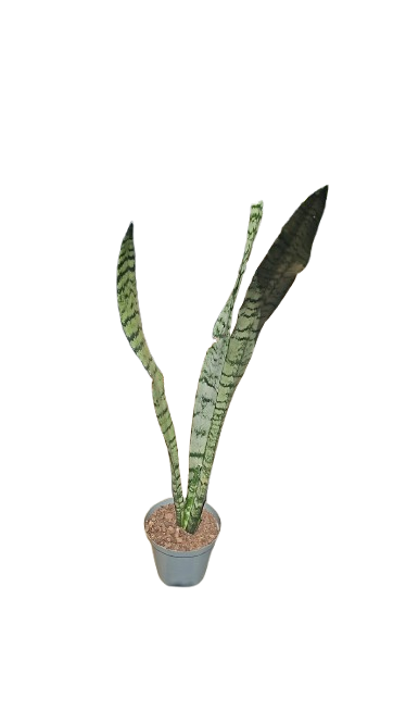 Sanseveria Grey/Green 18cm Pot