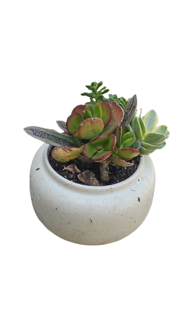 Mix Succulent In Round Pot