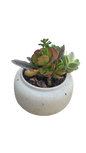 Mix Succulent In Round Pot