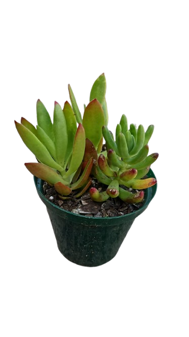 Mixed Succulent Pot 10cm