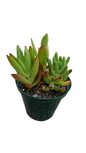 Mixed Succulent Pot 10cm
