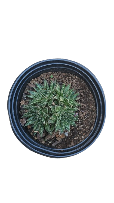 Aloe Aristata 15cm