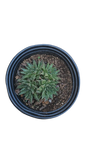 Aloe Aristata 15cm