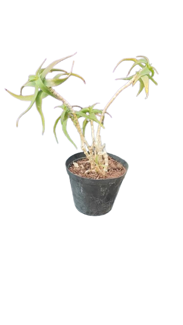 Aloe 15cm