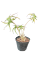 Aloe 15cm