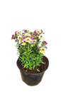 Nemesia Banana Berry 15cm