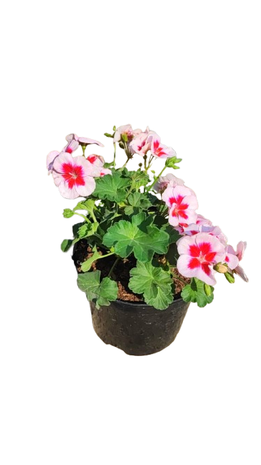 Pelargonium Peltatum Top Polomite Fantastic 19cm