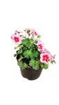 Pelargonium Peltatum Top Polomite Fantastic 19cm