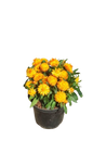 Bracteantha Mohave Yellow 21cm