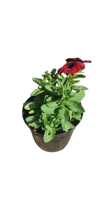 Petunia Various Colour 15cm
