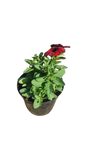 Petunia Various Colour 15cm