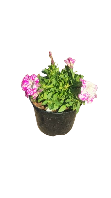 Petunia Various Colour 15cm