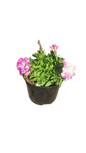 Petunia Various Colour 15cm