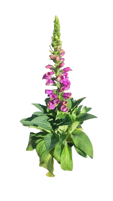 Digitalis Various Colours 17cm