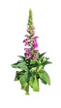 Digitalis Various Colours 17cm