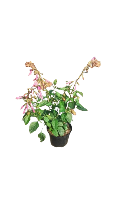 Salvia Various Colour 17cm